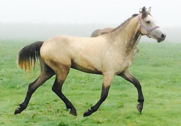 15hh Connemara Horse
